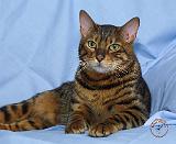 Bengal Cat 9W052D-018
